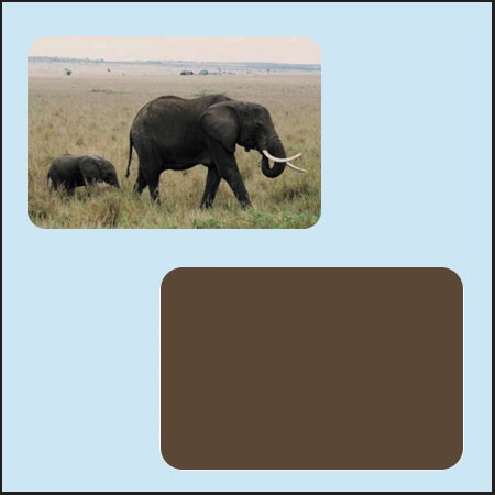 Afričtí sloni - Tanzánie - magnetka na ledničku nebo skříňku