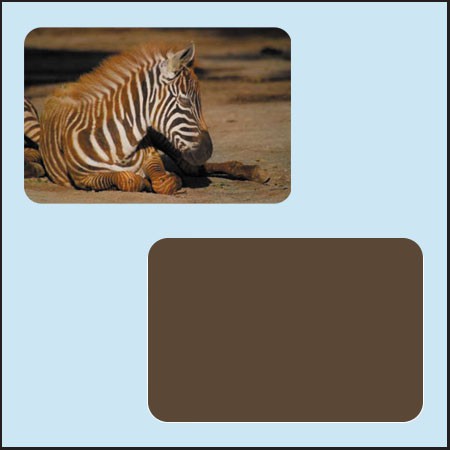 Hříbě zebry - Keňa