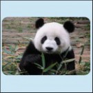 Velká panda - Sechuan Čína