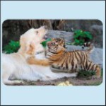 Kamarádi, retrívr a tygřík Boris, ZOO Dvůr Králové